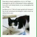 Erschwinglich Katze Vermisst Vorlage 775x1060